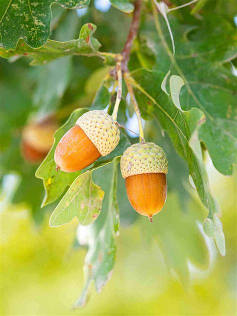 ACORNS Meaning in Tagalog .